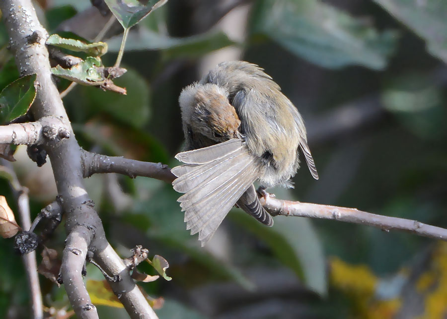 Giovane Capinera, Sylvia atricapilla